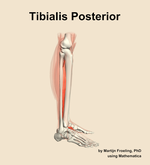 The tibialis posterior muscle of the leg - orientation 9
