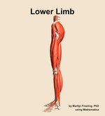 Muscles of the Lower Limb - orientation 1