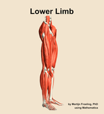 Muscles of the Lower Limb - orientation 10