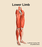 Muscles of the Lower Limb - orientation 11