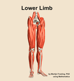 Muscles of the Lower Limb - orientation 12