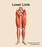 Muscles of the Lower Limb - orientation 13
