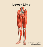 Muscles of the Lower Limb - orientation 14