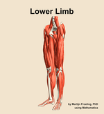 Muscles of the Lower Limb - orientation 15