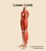 Muscles of the Lower Limb - orientation 16