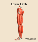 Muscles of the Lower Limb - orientation 2