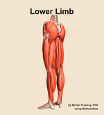Muscles of the Lower Limb - orientation 3