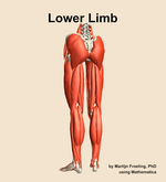 Muscles of the Lower Limb - orientation 4