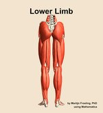 Muscles of the Lower Limb - orientation 5
