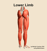 Muscles of the Lower Limb - orientation 6
