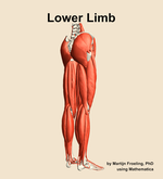 Muscles of the Lower Limb - orientation 7