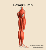 Muscles of the Lower Limb - orientation 8