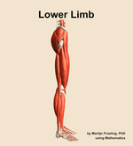 Muscles of the Lower Limb - orientation 9