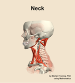 Muscles of the Neck - orientation 1