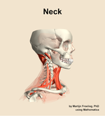 Muscles of the Neck - orientation 10