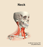 Muscles of the Neck - orientation 11