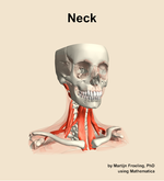 Muscles of the Neck - orientation 12