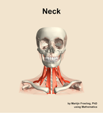 Muscles of the Neck - orientation 13