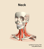 Muscles of the Neck - orientation 14