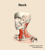 Muscles of the Neck - orientation 15