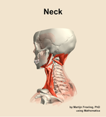Muscles of the Neck - orientation 2