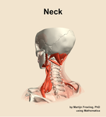 Muscles of the Neck - orientation 3