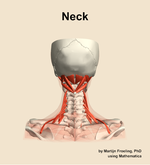 Muscles of the Neck - orientation 5