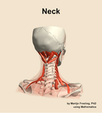 Muscles of the Neck - orientation 6