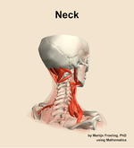 Muscles of the Neck - orientation 7