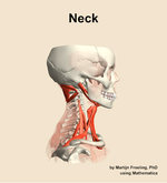 Muscles of the Neck - orientation 9