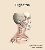 The digastric muscle of the neck - orientation 10