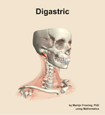 The digastric muscle of the neck - orientation 11