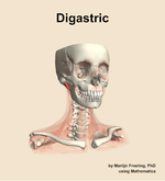 The digastric muscle of the neck - orientation 12