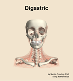 The digastric muscle of the neck - orientation 13