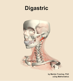 The digastric muscle of the neck - orientation 15