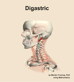 The digastric muscle of the neck - orientation 16