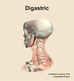 The digastric muscle of the neck - orientation 2