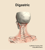 The digastric muscle of the neck - orientation 4