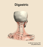 The digastric muscle of the neck - orientation 6
