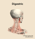 The digastric muscle of the neck - orientation 7