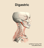 The digastric muscle of the neck - orientation 9