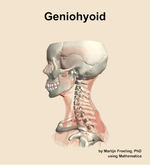 The geniohyoid muscle of the neck - orientation 1