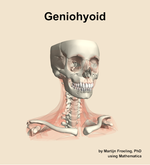The geniohyoid muscle of the neck - orientation 12