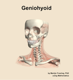 The geniohyoid muscle of the neck - orientation 14