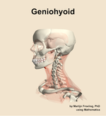 The geniohyoid muscle of the neck - orientation 16