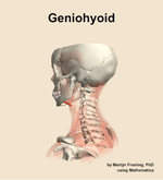 The geniohyoid muscle of the neck - orientation 2