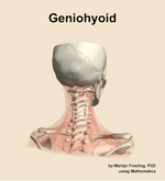The geniohyoid muscle of the neck - orientation 6