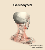The geniohyoid muscle of the neck - orientation 7