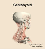 The geniohyoid muscle of the neck - orientation 8