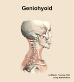 The geniohyoid muscle of the neck - orientation 9